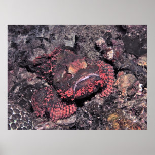 Portrait of a Scorpionfish Poster