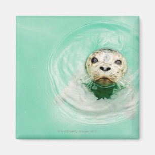 Portrait of a seal in water magnet