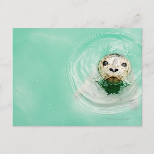 Portrait of a seal in water postcard (Front)