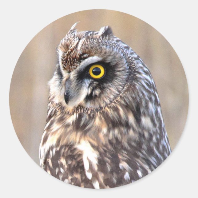 Portrait of a Short-Eared Owl Classic Round Sticker (Front)