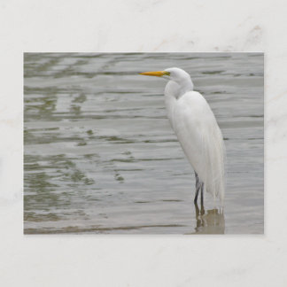 Portrait of a Snowy Egret Postcard