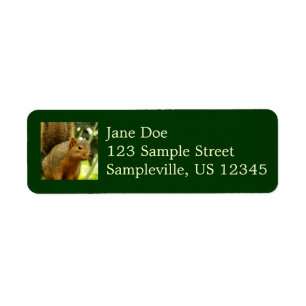 Portrait of a Squirrel Nature Animal Photography