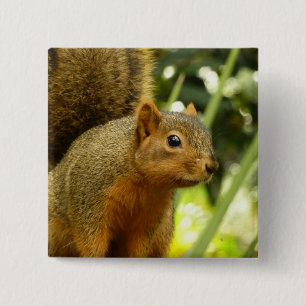 Portrait of a Squirrel Nature Animal Photography 2 Inch Square Button