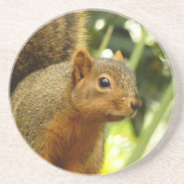 Portrait of a Squirrel Nature Animal Photography Coaster (Front)