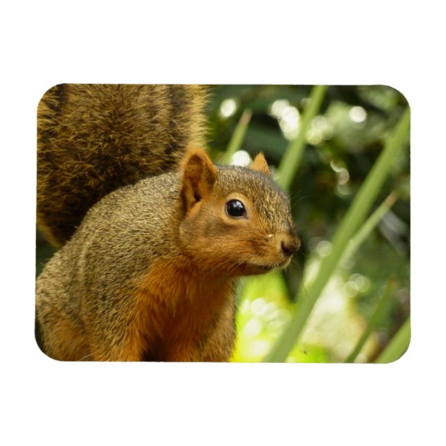 Portrait of a Squirrel Nature Animal Photography Magnet (Horizontal)