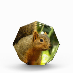 Portrait of a Squirrel Nature Animal Photography Photo Block