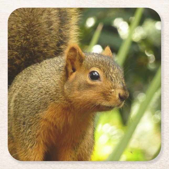 Portrait of a Squirrel Nature Animal Photography Square Paper Coaster (Front)