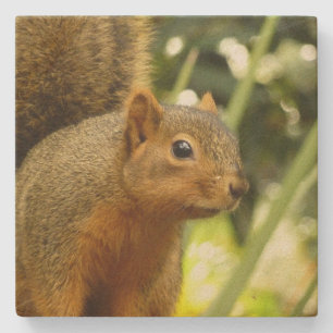 Portrait of a Squirrel Nature Animal Photography Stone Coaster