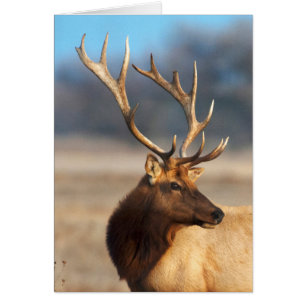 Portrait of a stunning bull elk