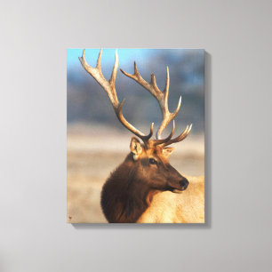 Portrait of a stunning bull elk canvas print