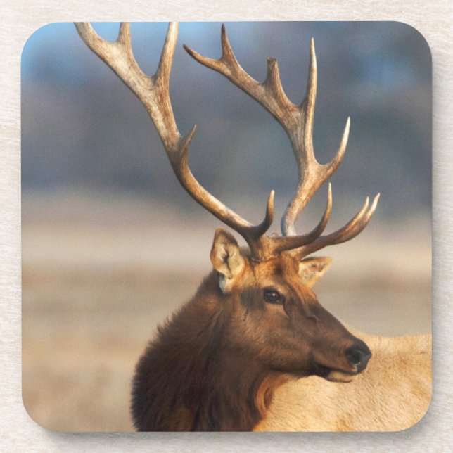 Portrait of a stunning bull elk coaster (Front)