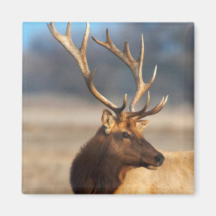 Portrait of a stunning bull elk magnet