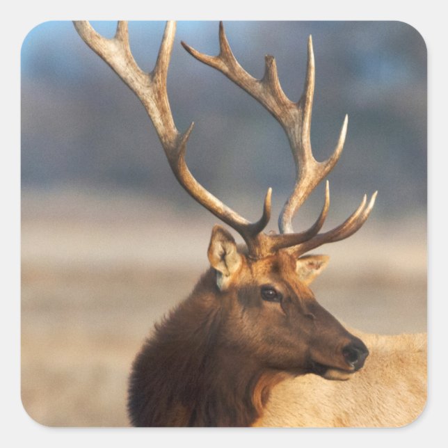 Portrait of a stunning bull elk square sticker (Front)