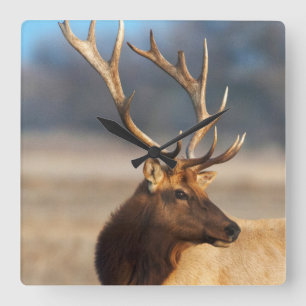 Portrait of a stunning bull elk square wall clock