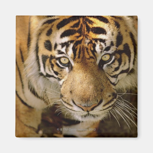 Portrait of a tiger magnet (Front)