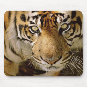 Portrait of a tiger mouse pad