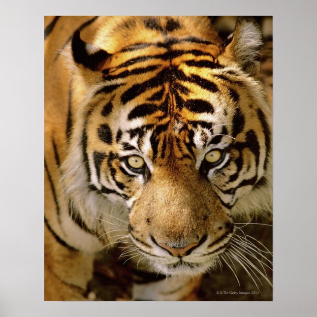 Portrait of a tiger poster (Front)