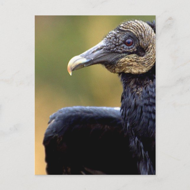 Portrait of a Vulture Postcard (Front)