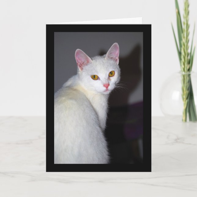 Portrait of a White Cat Card (Front)