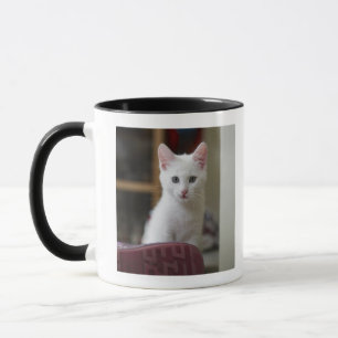 Portrait of a white kitten, Sweden. Mug