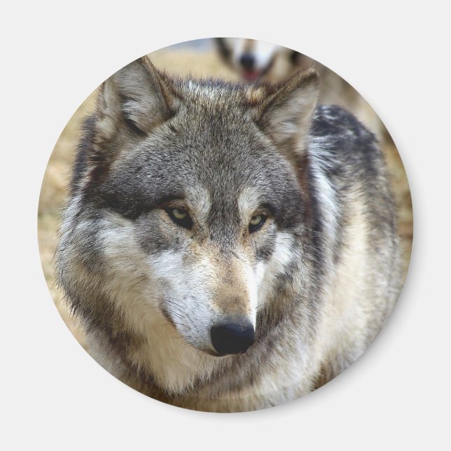 Portrait of A Wolf Magnet (Front)