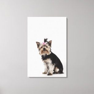 Portrait of a Yorkshire Terrier dog Canvas Print
