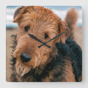 Portrait of an Airedale Terrier 2 Square Wall Clock
