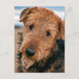 Portrait of an Airedale Terrier Postcard