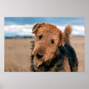Portrait of an Airedale Terrier Poster
