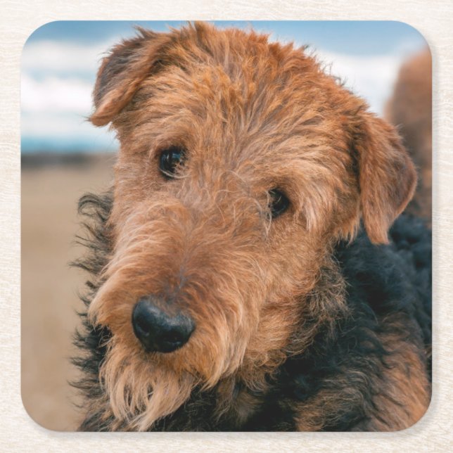Portrait of an Airedale Terrier Square Paper Coaster (Front)