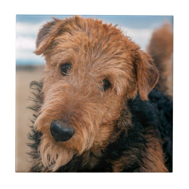 Portrait of an Airedale Terrier Tile (Front)