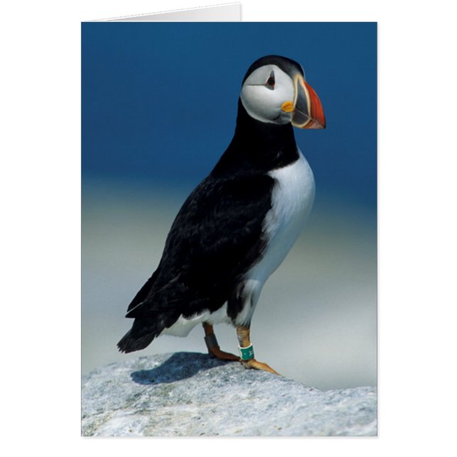 Portrait of an Atlantic Puffin (Front)