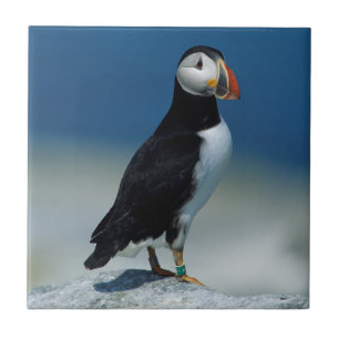 Portrait of an Atlantic Puffin Tile