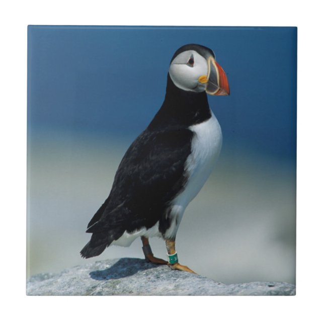 Portrait of an Atlantic Puffin Tile (Front)