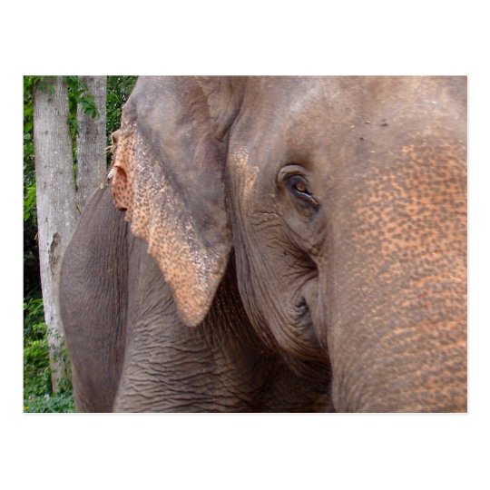 Portrait of an elephant postcard
