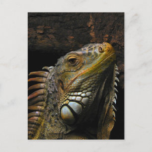 Portrait of an Iguana Postcard