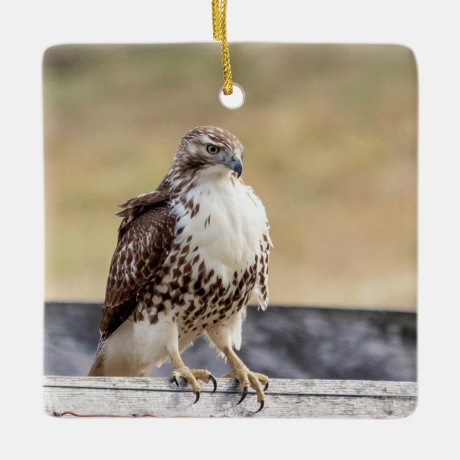 Portrait of an Immature Red Tailed Hawk Ceramic Ornament (Front)
