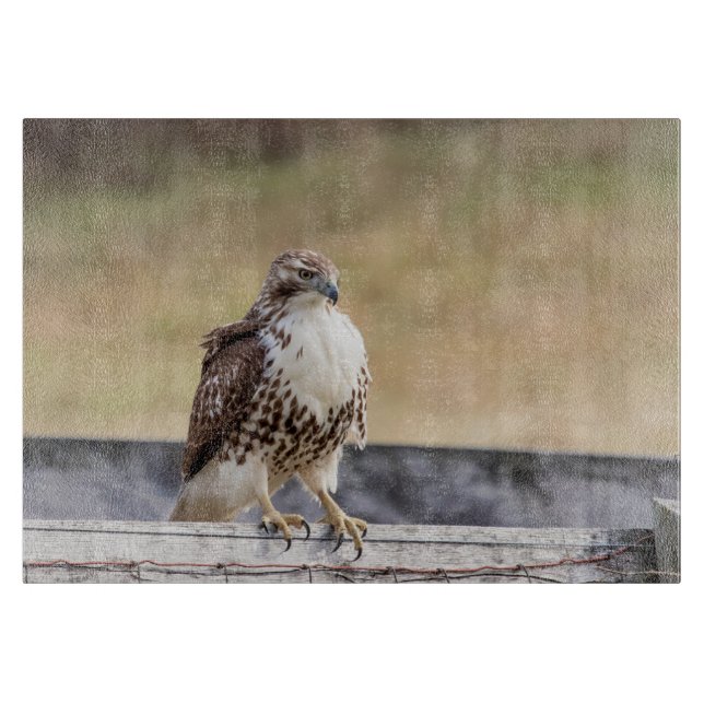 Portrait of an Immature Red Tailed Hawk Cutting Board (Front)