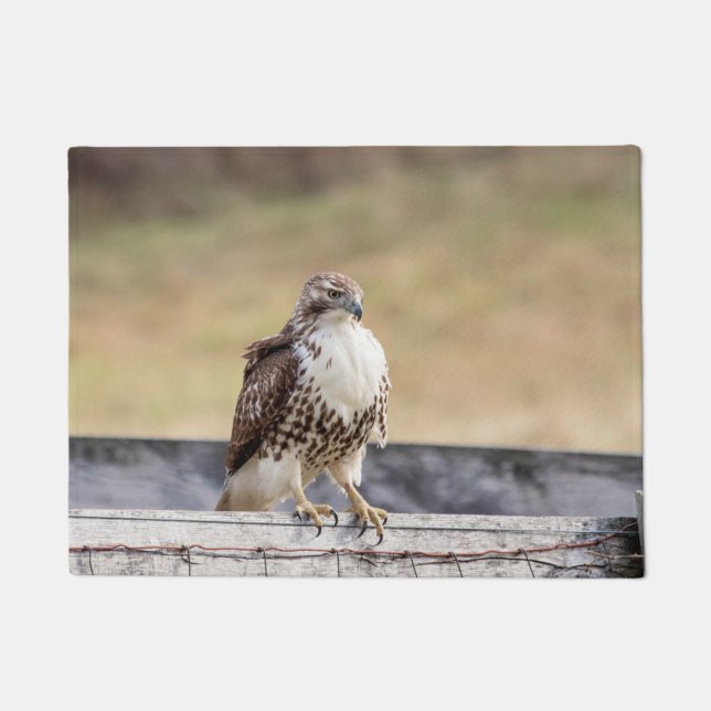 Portrait of an Immature Red Tailed Hawk Doormat (Front)