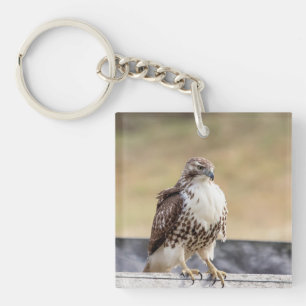 Portrait of an Immature Red Tailed Hawk Keychain