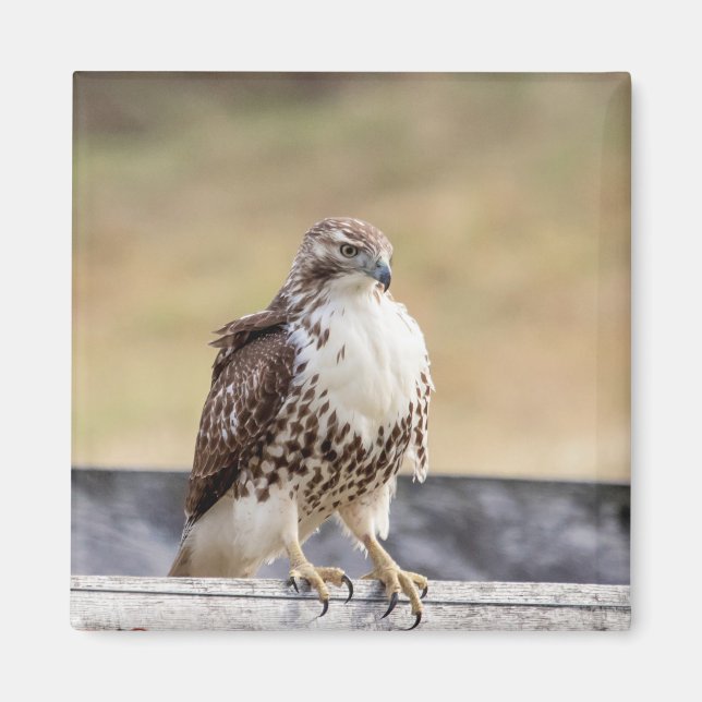 Portrait of an Immature Red Tailed Hawk Magnet (Front)