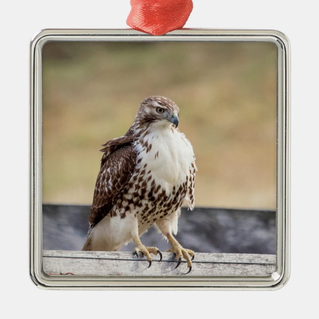 Portrait of an Immature Red Tailed Hawk Metal Ornament (Front)