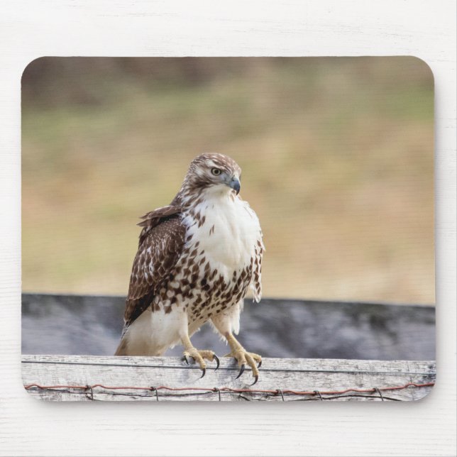 Portrait of an Immature Red Tailed Hawk Mouse Pad (Front)
