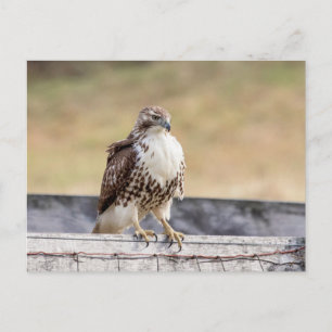 Portrait of an Immature Red Tailed Hawk Postcard