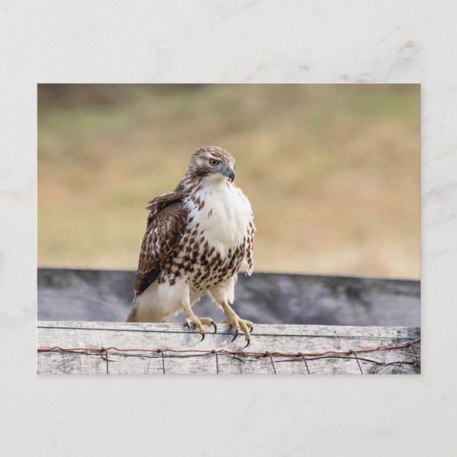 Portrait of an Immature Red Tailed Hawk Postcard (Front)