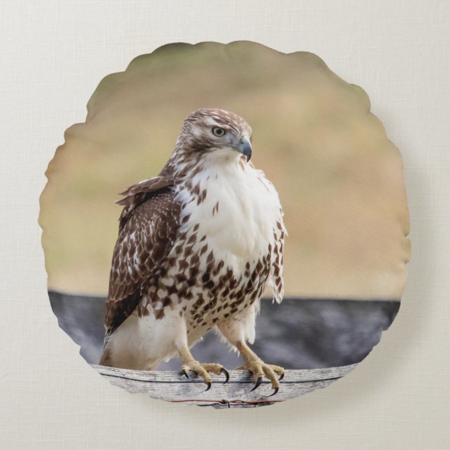 Portrait of an Immature Red Tailed Hawk Round Pillow (Front)