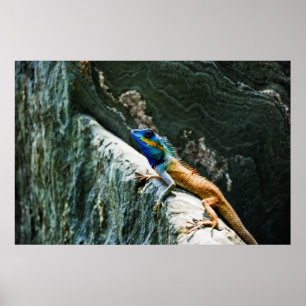 Portrait of An Oriental Garden Lizard - Poster