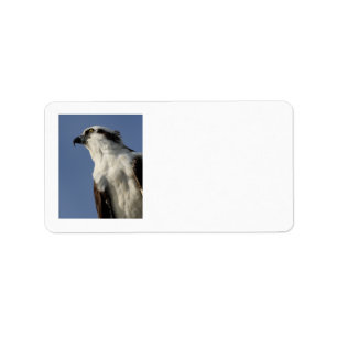 Portrait of an osprey label