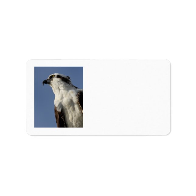 Portrait of an osprey label (Front)