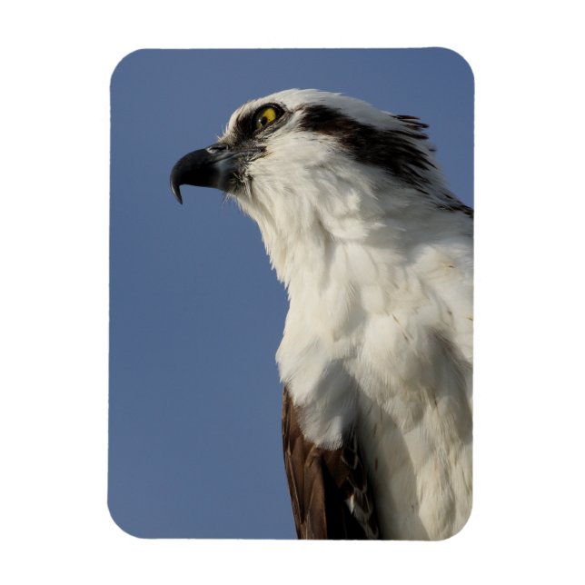 Portrait of an osprey magnet (Vertical)